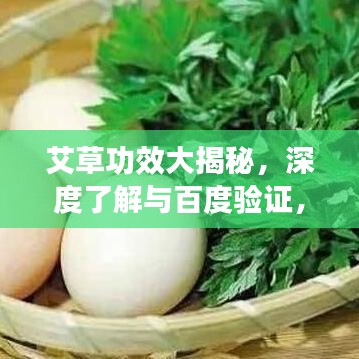 艾草功效大揭秘，深度了解与百度验证，不容错过！